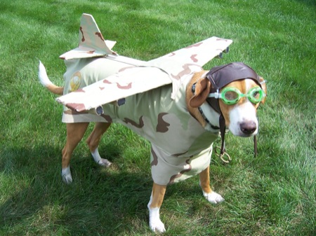 dog_plane