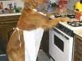 dog_cook