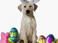 easter_dog