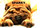 sparky