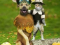thanksgiving_dog_&_cat