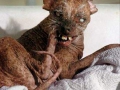 ugliest_dog